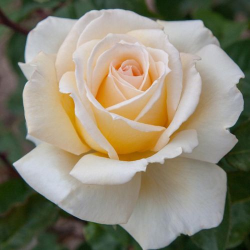 Rosa Christophe Dechavanne ® - giallo - rose ibridi di tea